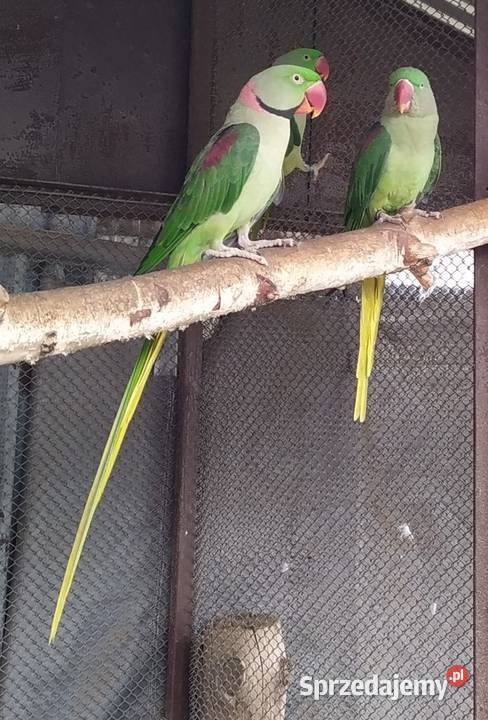 Aleksandretta wielka samiec Ostrzeszów