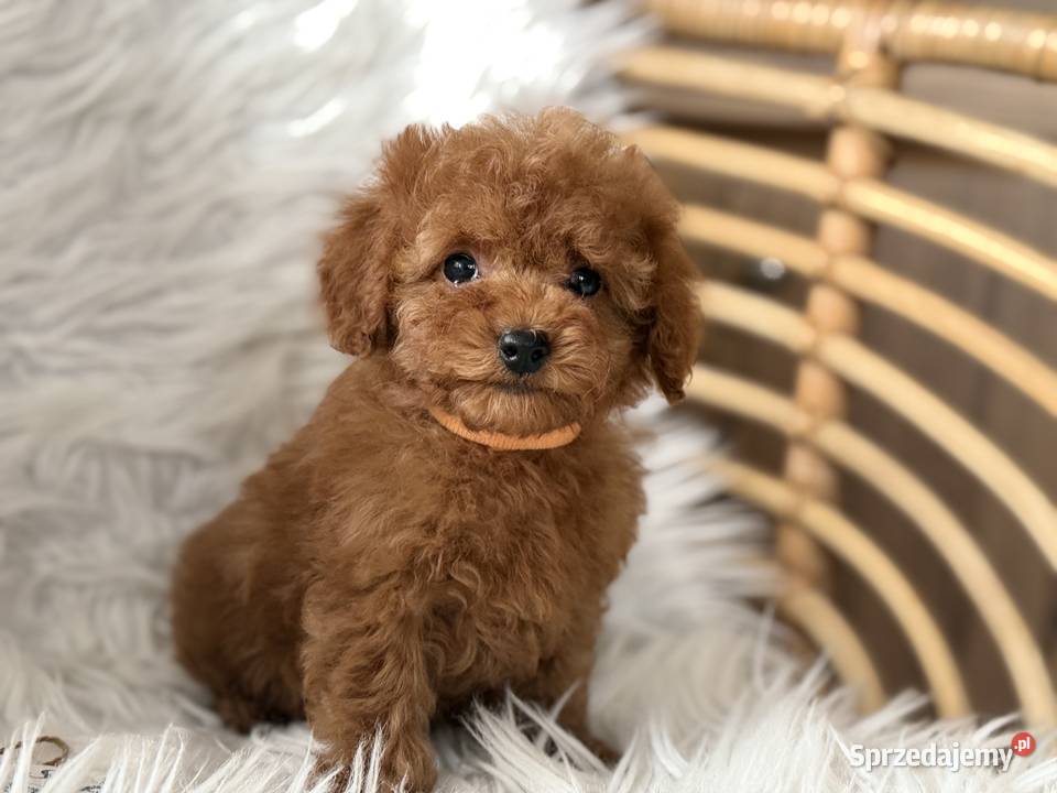 Pudel Toy szczeniaki