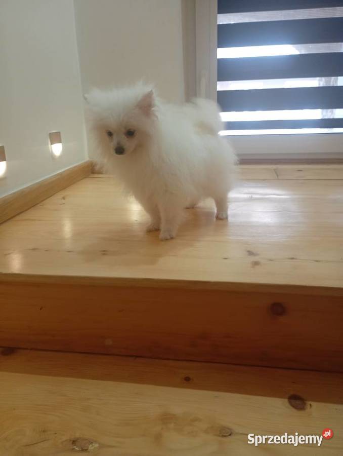 Szpic miniaturowyPomeranian Łowicz