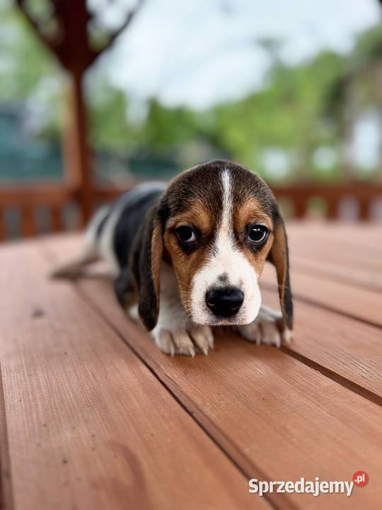 Śliczna suczka rasy Beagle z rodowodem Kielce