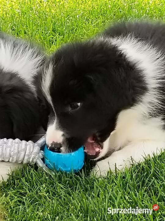 Szczeniak Border Collie ZKwP FCI Kolonowskie