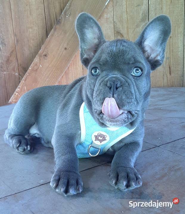 Buldog francuski mega blue Pabianice