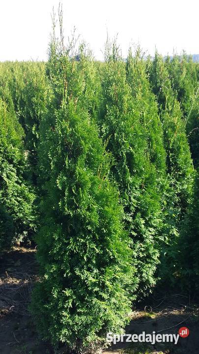 Tuja szmaragd 120 Kraków Kocmyrzów Rośliny Ogród małopolskie