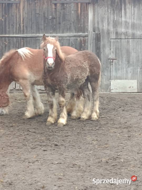 Klacz i zrebak Ruszów