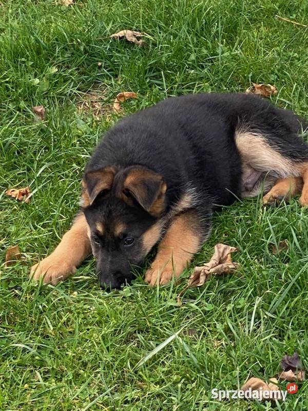 Owczarek niemiecki Dąbrowa Tarnowska sprzedam