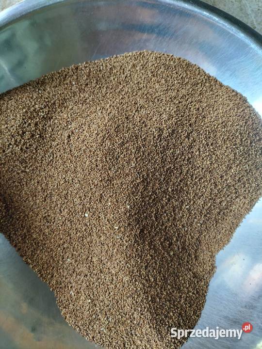 Nasiona wiesiołka Topola Królewska