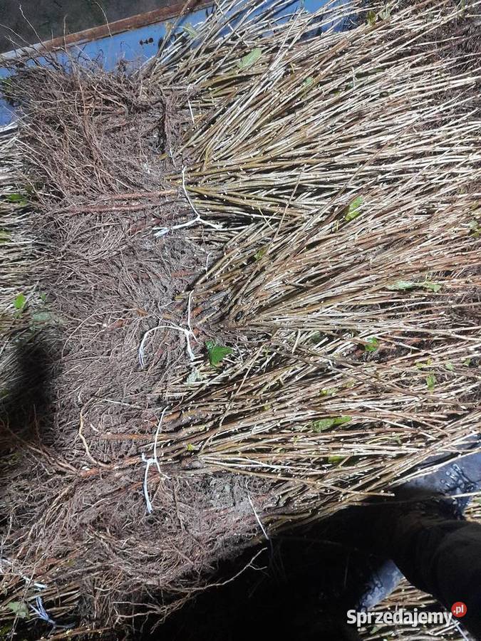 Porzeczka Czarna czerwona Produkcja roślinna Puławy