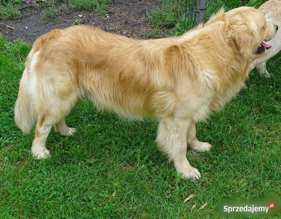 Golden retriever 10 miesięczny