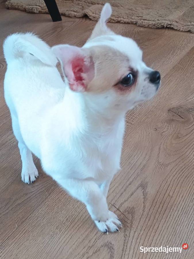 Chihuahua słodki piesek Łękińsko