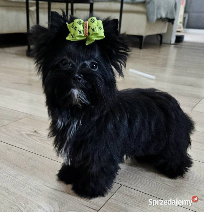 Piękna CZARNA Suczka York nie wybarwi się York