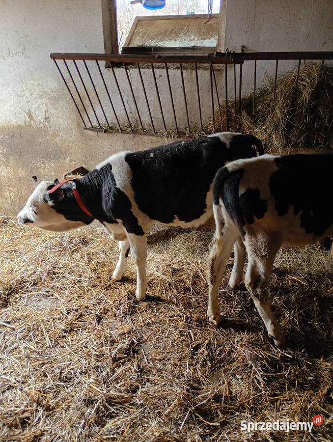 Jałoweczki 4 miesiące Mzurowa