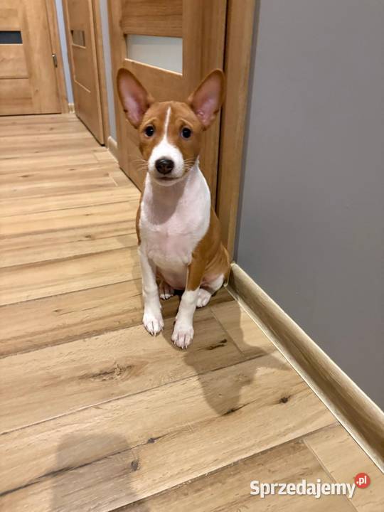 Basenji suczka szczenię Słupsk
