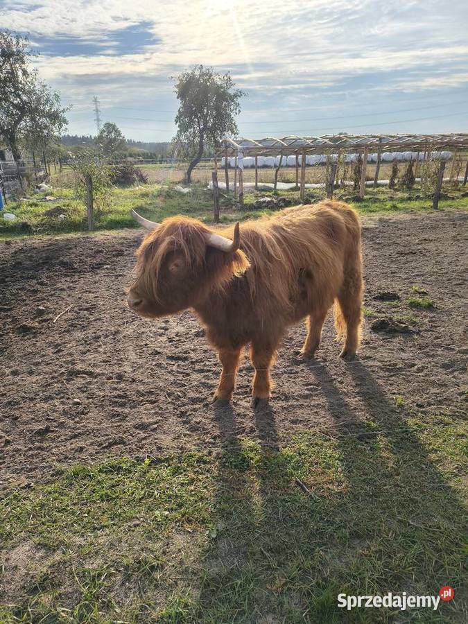 Bydło highland cattle