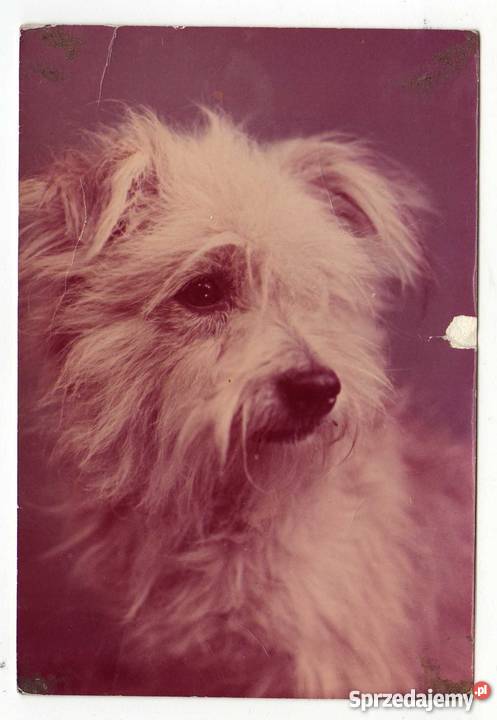 ZWIERZĘTA PIES OWCZAREK NIZINNY POCZTÓWKA świętokrzyskie