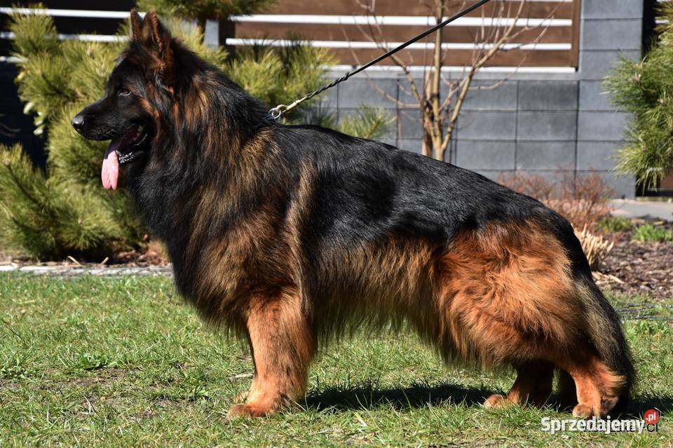 Owczarek niemiecki długowłosy ZKwP FCI Rudziska sprzedam