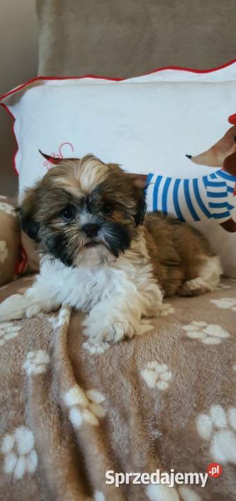 Śliczny Piesek Shih Tzu Puławy