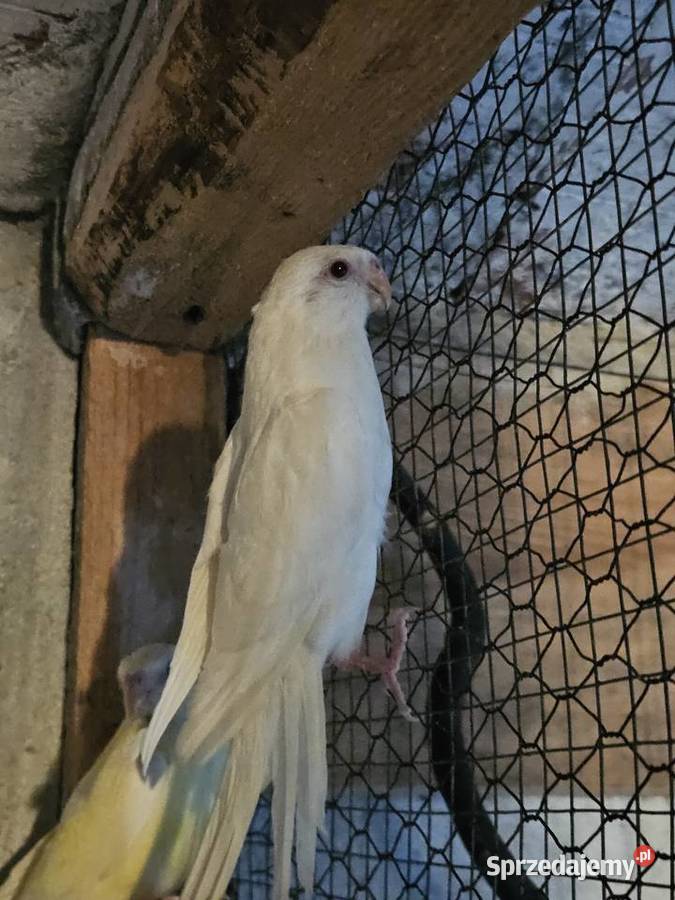 Sprzedam świergotki Koźminek