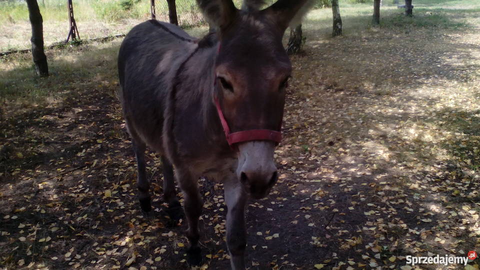Sprzedam osłaogiera Jabłonna