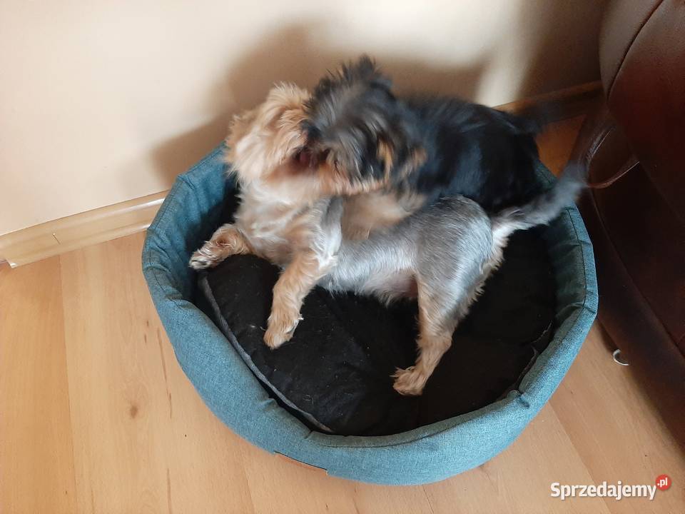 York piesek książeczka rodowód chip 2 miesiące świętokrzyskie Bogoria