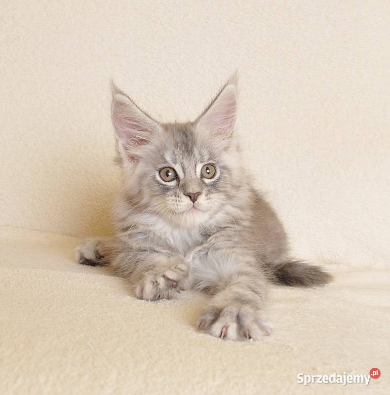 Przepiękny kocurek Maine Coon z rodowodem PZFWCF Białystok