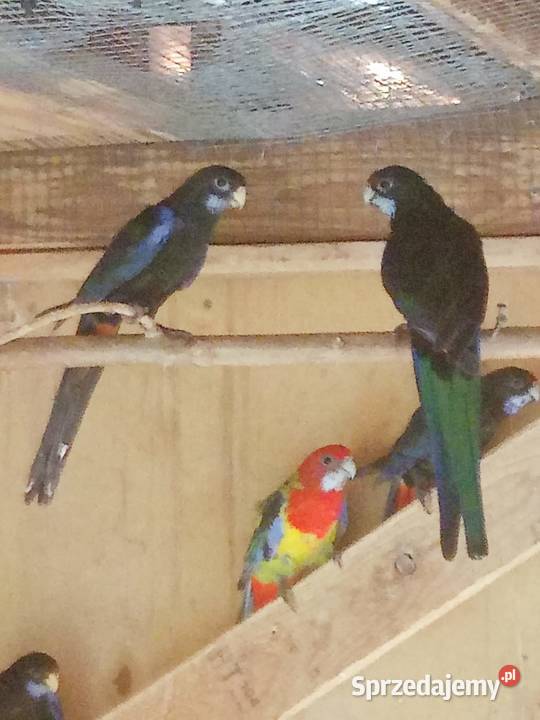 Zmienią wolierę sprzedam