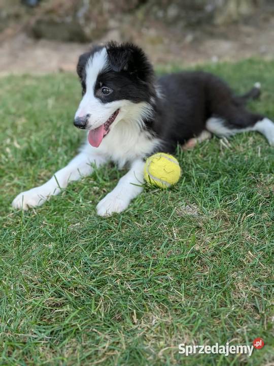 Border collie suczkaRodzice przebadani Owczarek Szczaworyż