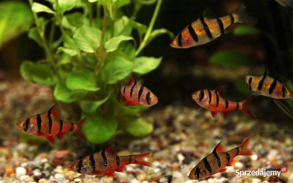 Brzanka pięciopręga Desmopuntius pentazona sprzedam