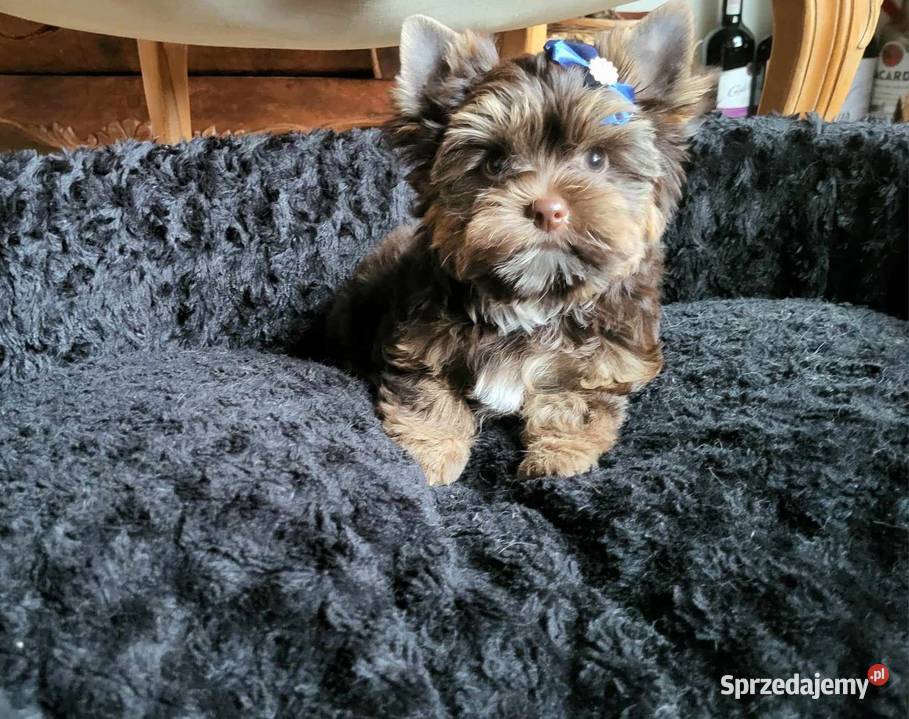 Yorkshire terrierYork Chocolate Kobysewo