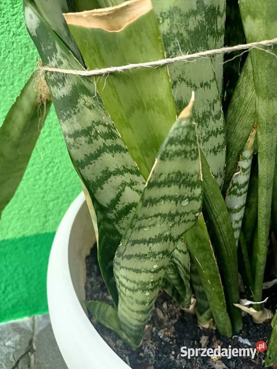 Sansevieria trifasciata Zielona Góra