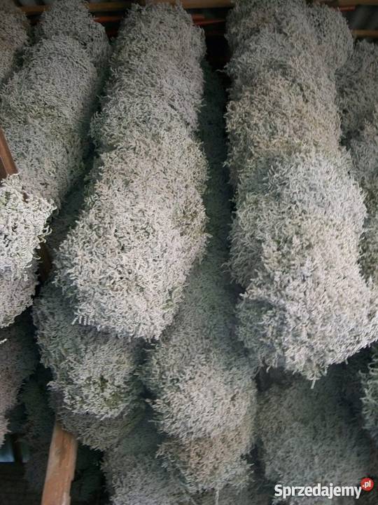 Zatrwian tatarski statycja Ryki