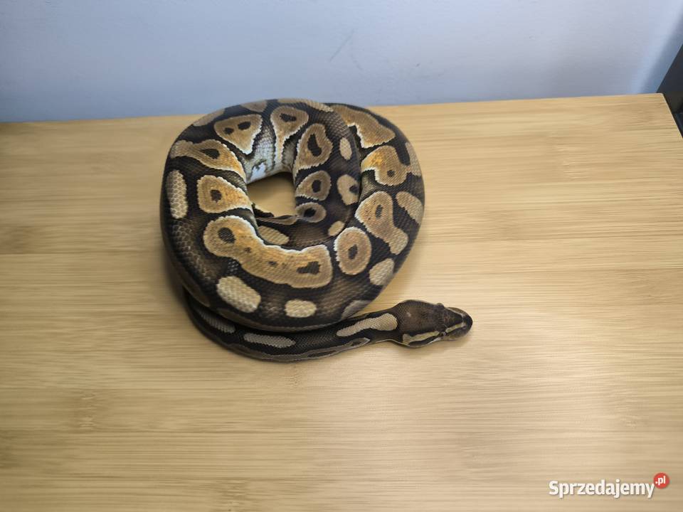 Pyton królewski Cinnamon Enchi Makowiec