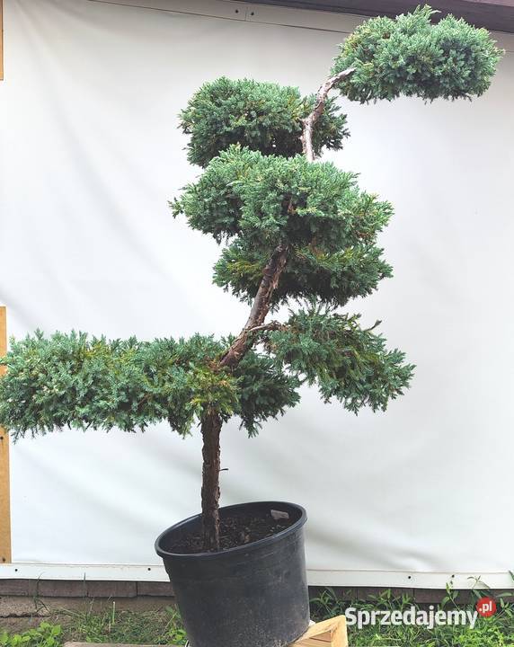 Bonsai Niwaki Jałowiec Blue Carpet podkarpackie Medynia Łańcucka