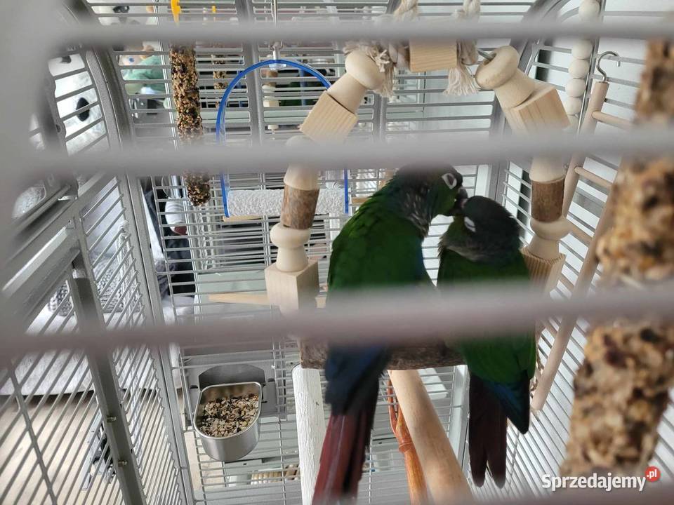 Papugi Ręcznie karmione Rudosterki/ Rudosterka wraz z klatką