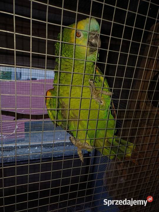 Amazonka niebieskoczelna Łańce