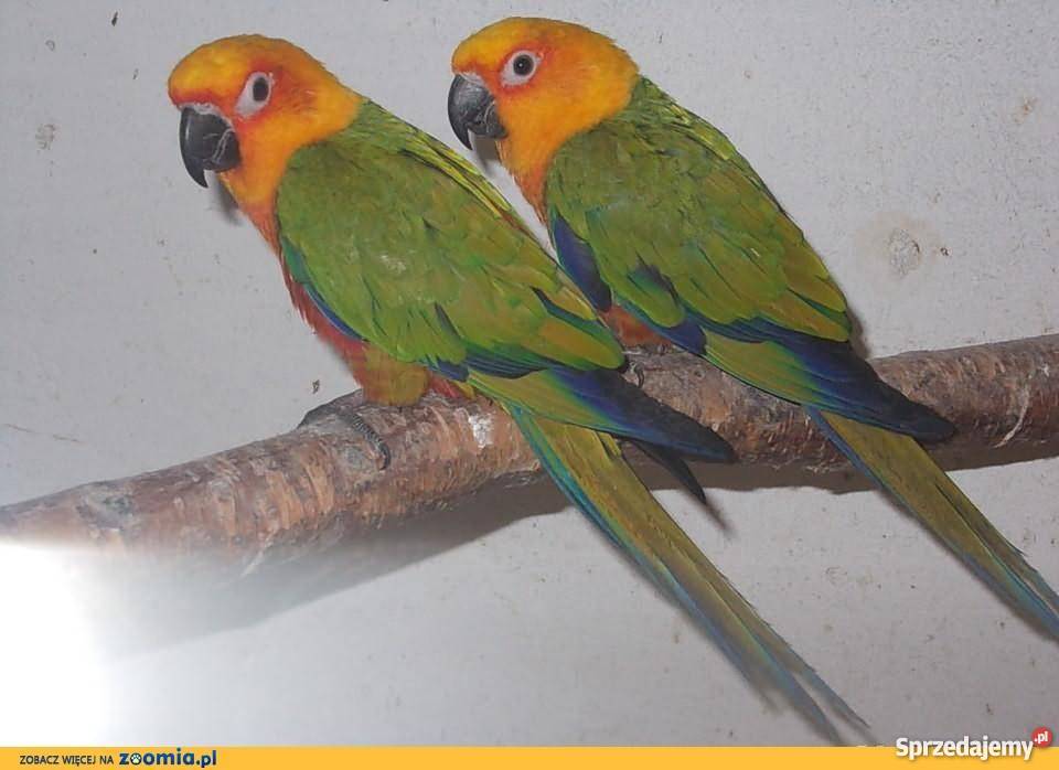 sprzedam konury jenday Pozostałe Zwierzęta