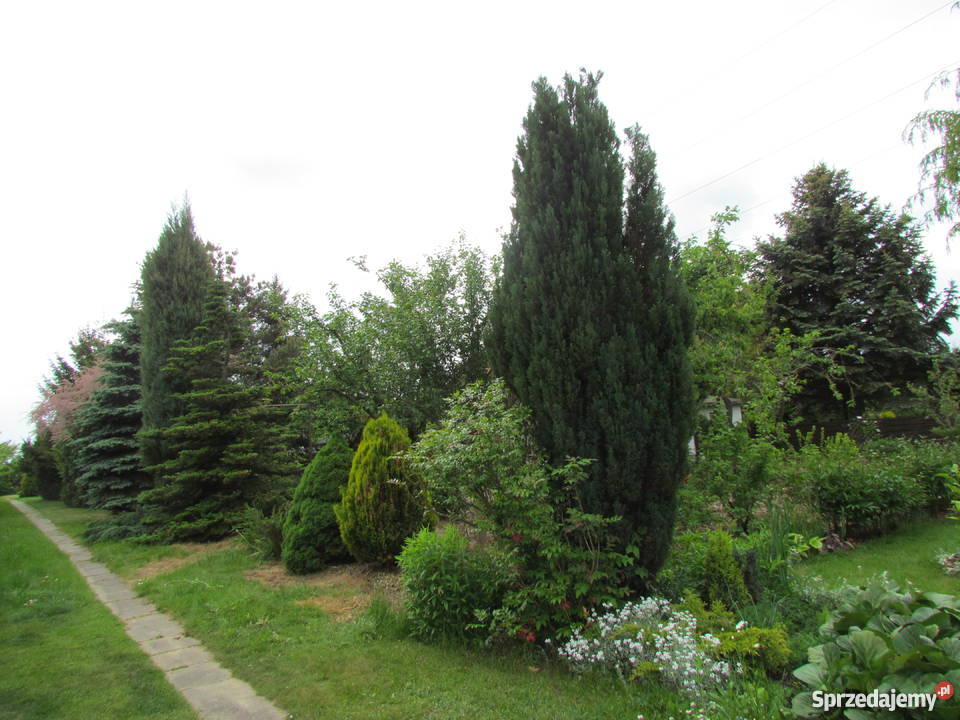 SPRZEDAM DZIAŁKĘ w ROD Łódź