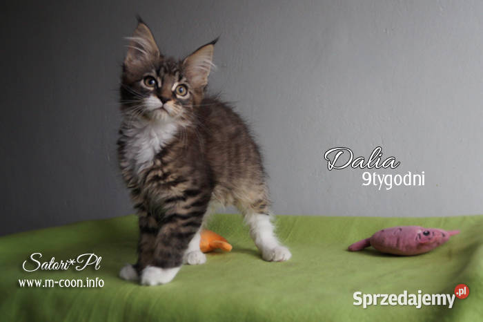 Maine Coon kocięta z rodowodem WCF