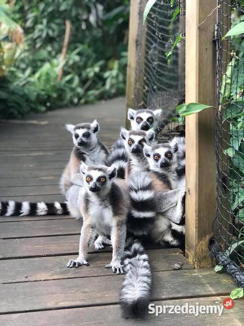 Lemury z Madagaskaru Świdnica