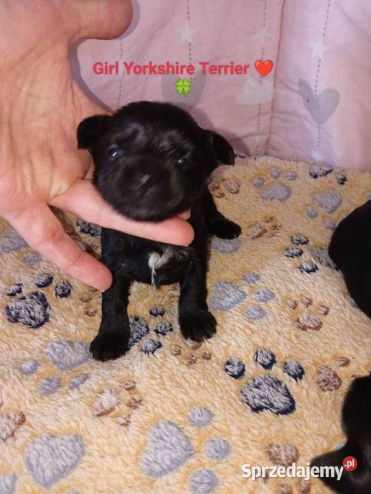 do rezerwacji szczeniąt Yorkshire Terrier Grzybno