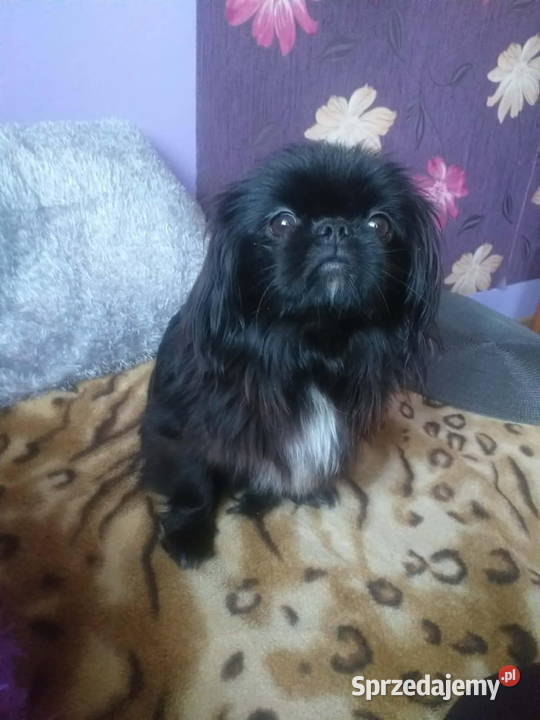 Piekińczyk trzy samce szczeniaki Kraków