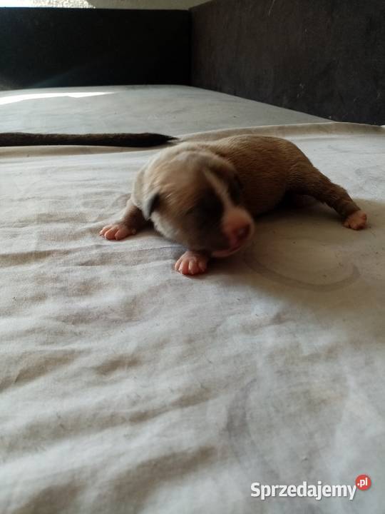 SUCZKA MARENGO Psy Dąbrowa Górnicza