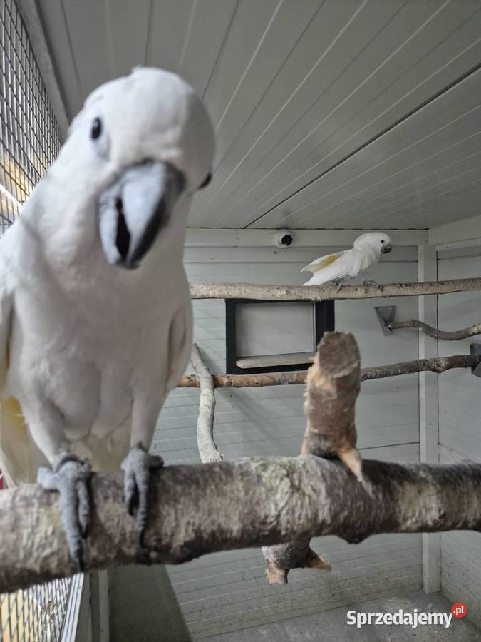 Kakadu Alba Ptaki Rakoniewice