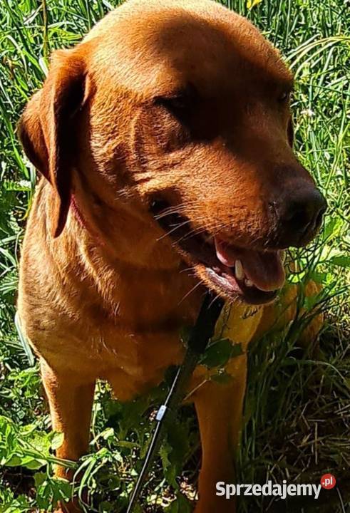 Piękna ruda Elza labrador retriever FOX RED Dobieszczyzna