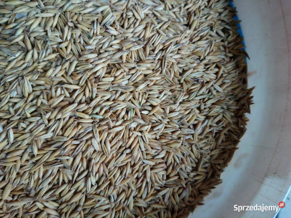 Owies Breton Małogoszcz