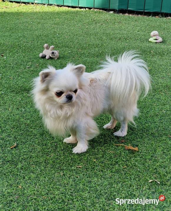 Chihuahua mini mini chłopczyk zachodniopomorskie Złocieniec sprzedam