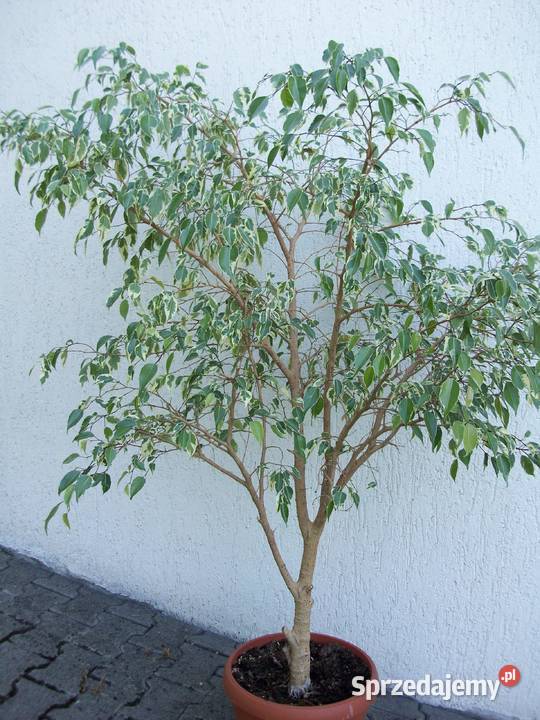 FIKUS FICUS BENJAMINA NA PNIU PLECIONY 160 dolnośląskie