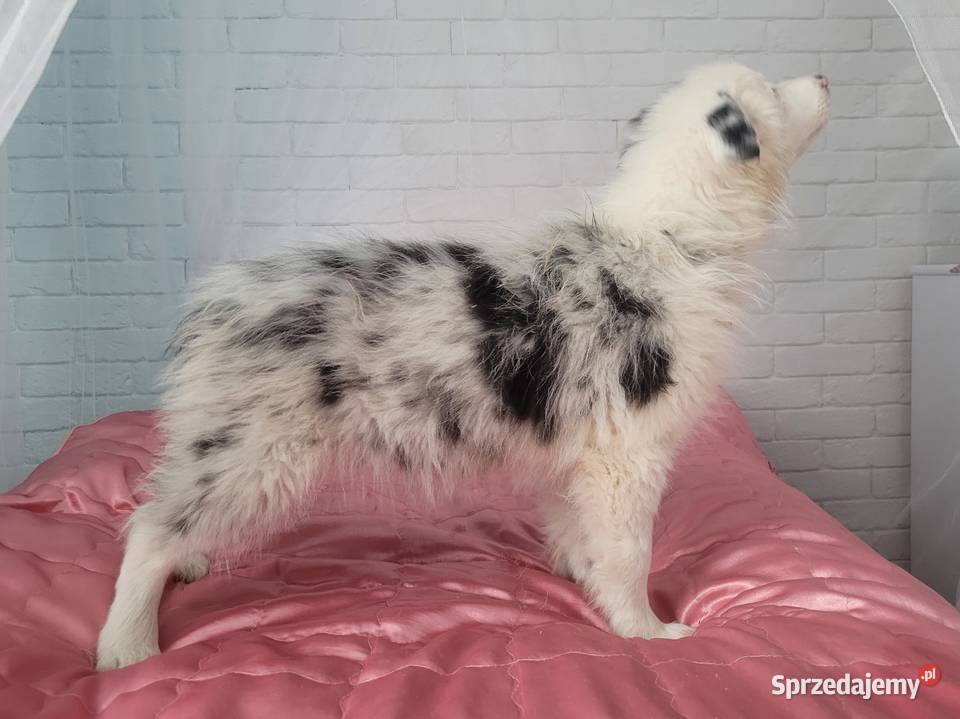 szczeniak pies BORDER COLLIE Blue Merle Skołyszyn