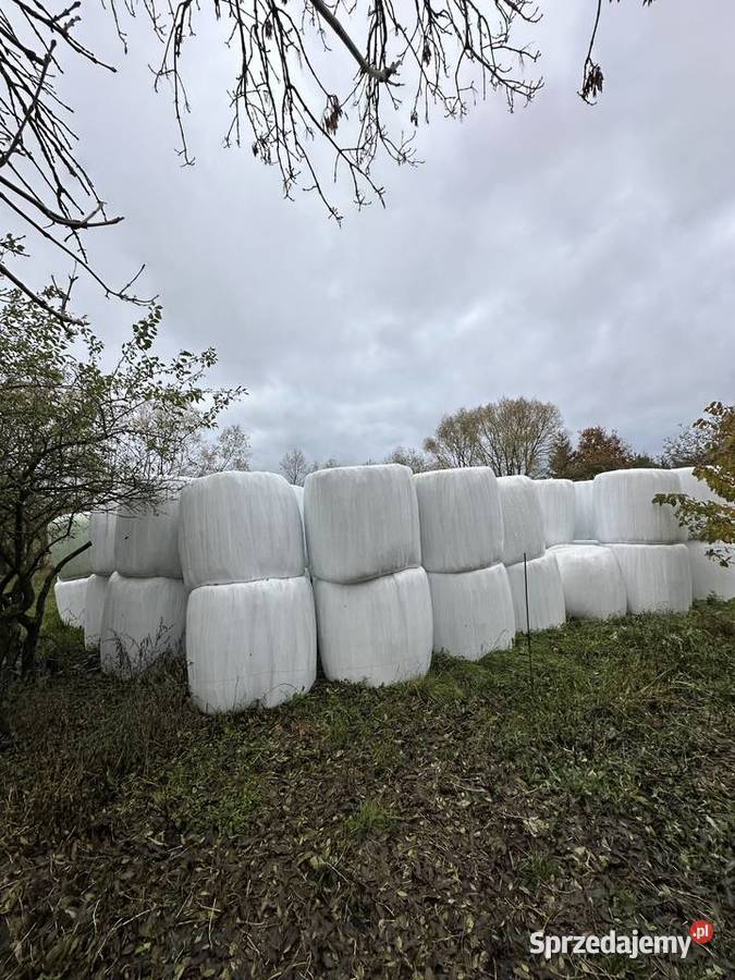 Sprzedam bele lucerny i trawy