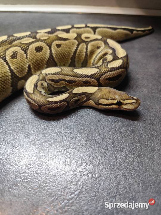 Pyton Królewski samica Pruszków sprzedam