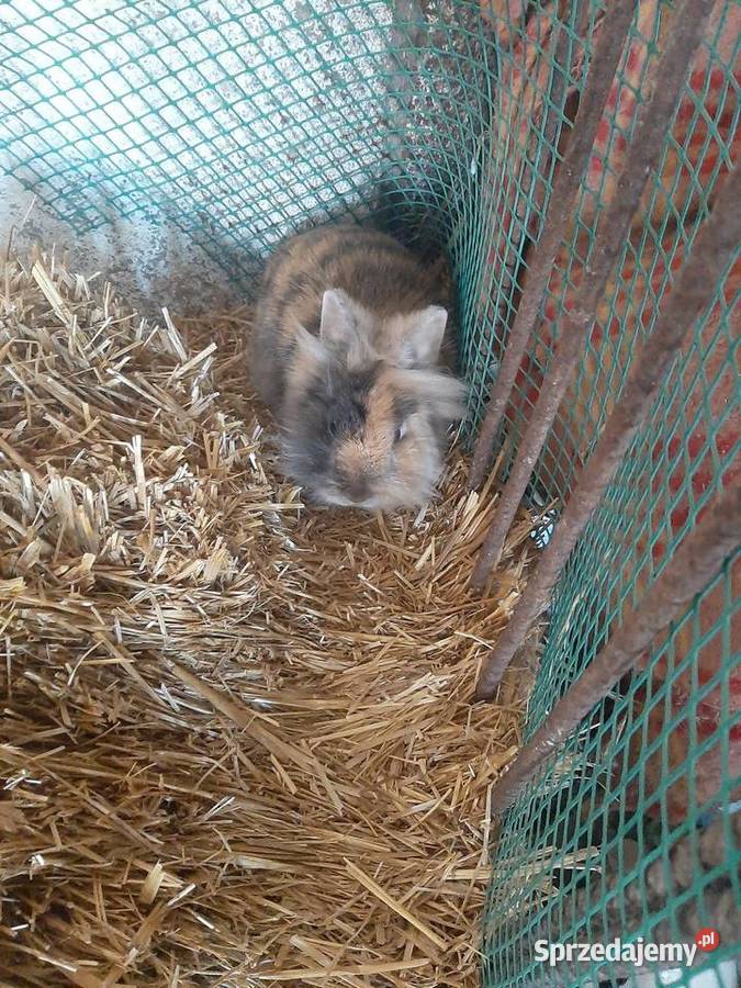 Króliki Lwie głowy łódzkie Zgierz